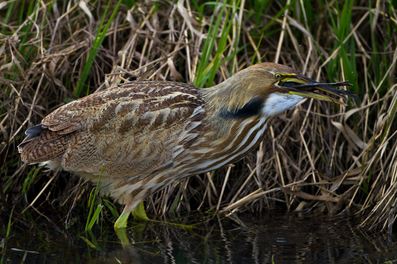 American Bittern Eating Frog